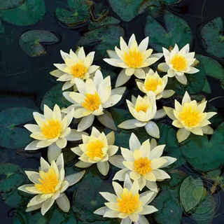 Buy Water Lilies for Your Pond: Tips for Healthy and Beautiful Plants